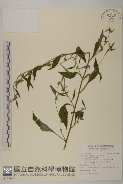 黃金珠藏品圖，第1張