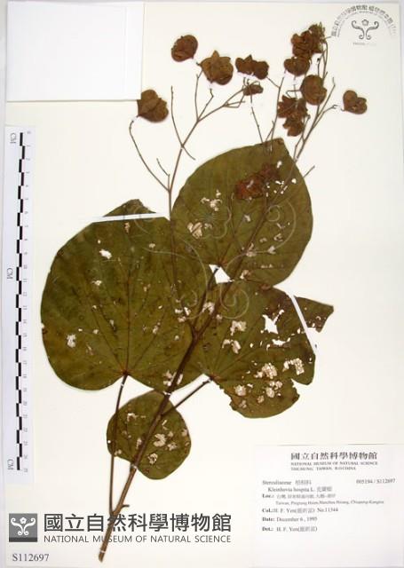 克蘭樹藏品圖，第1張