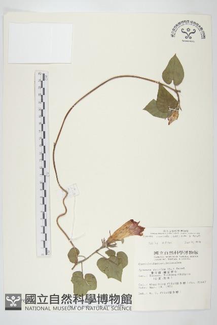 銳葉牽牛藏品圖，第1張