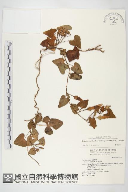 海牽牛藏品圖，第1張