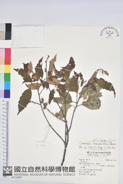 臺灣苦櫧藏品圖，第1張