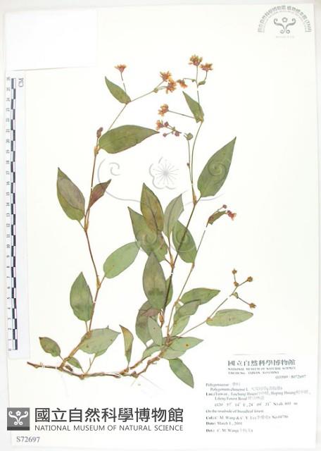 火炭母草、清飯藤藏品圖，第1張