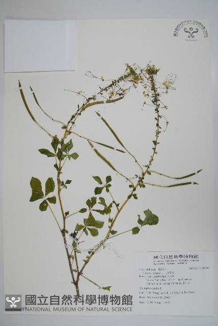 白花菜藏品圖，第1張