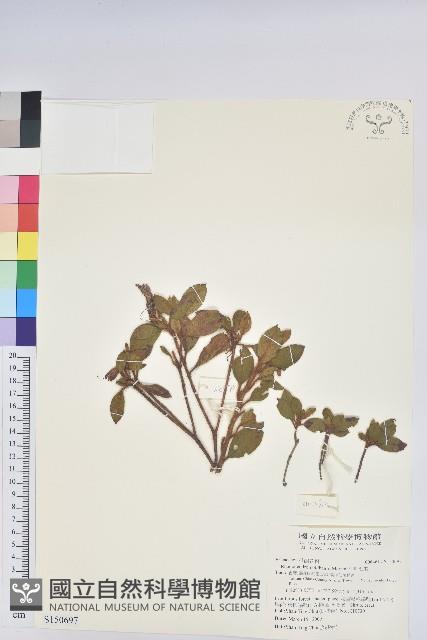 金毛杜鵑藏品圖，第1張