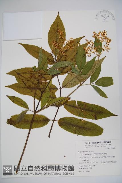 冇骨消藏品圖，第1張