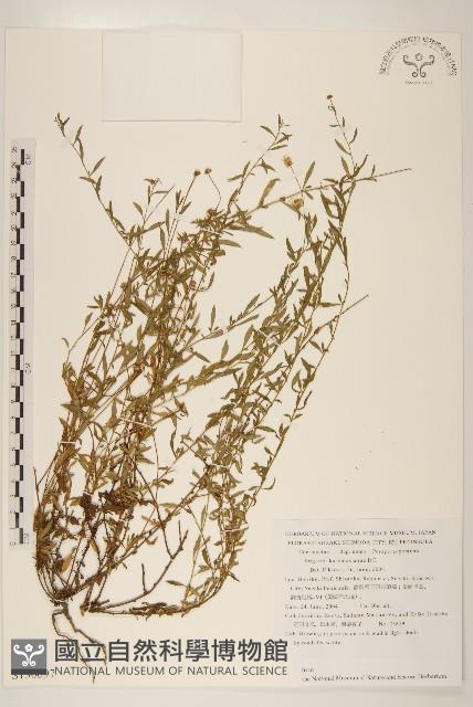 加勒比飛蓬藏品圖，第1張