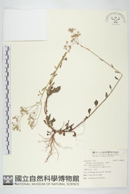 一枝香藏品圖，第1張