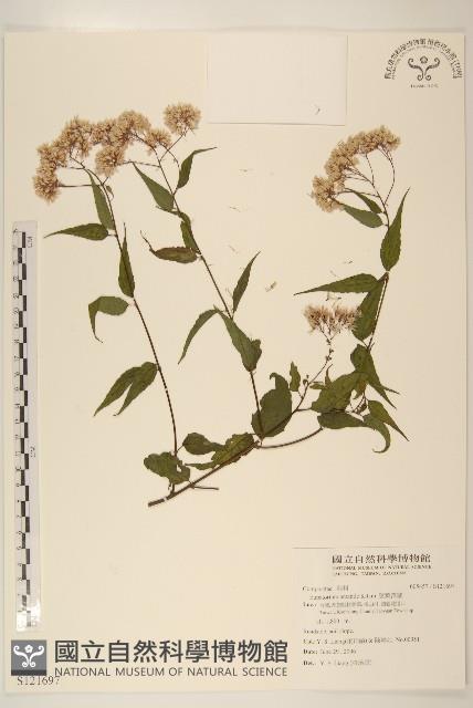 腺葉澤蘭藏品圖，第1張