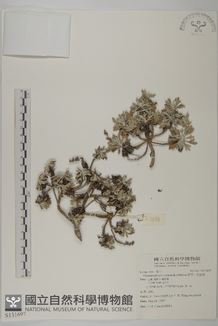 蘄艾、芙蓉菊藏品圖，第1張