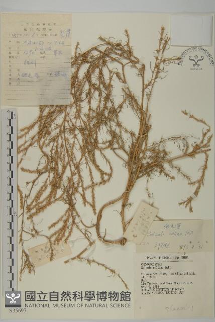 豬毛菜藏品圖，第1張