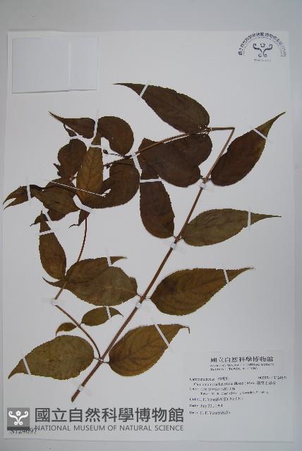 臺灣土黨參藏品圖，第1張