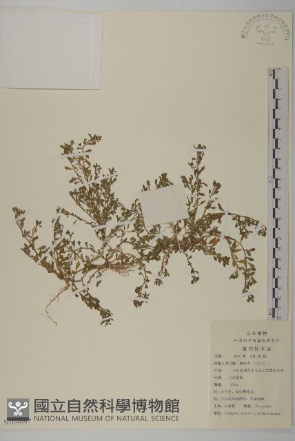 石胡荽、吐金草藏品圖，第1張