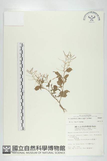 葶藶藏品圖，第1張