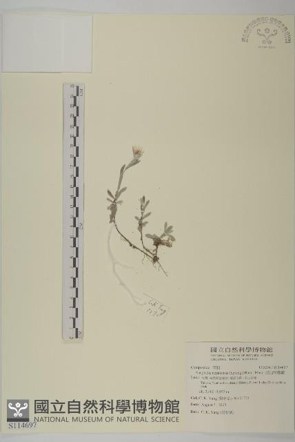 尼泊爾籟簫藏品圖，第1張