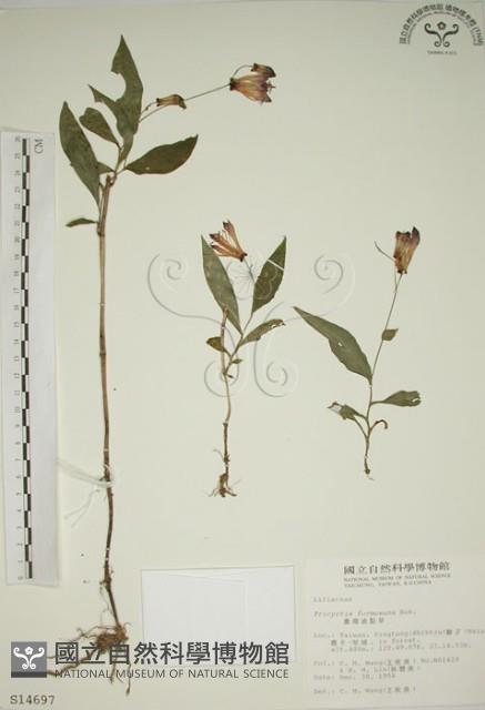 臺灣油點草藏品圖，第1張