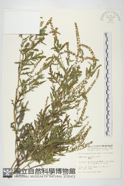 豬草、瘤果菊藏品圖，第1張