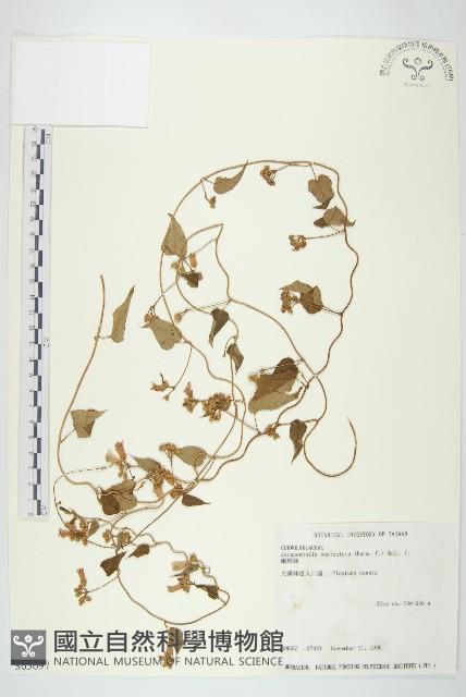 娥房藤藏品圖，第1張