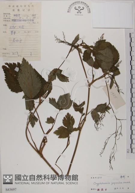 鴨兒芹藏品圖，第1張