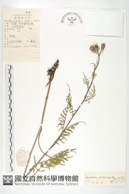 羽苞鳳毛菊藏品圖，第1張