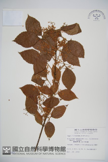 紅子莢迷藏品圖，第1張