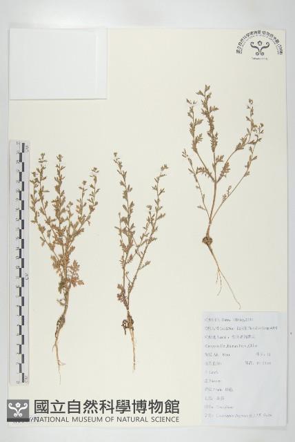 臭濱芥、臭薺藏品圖，第1張