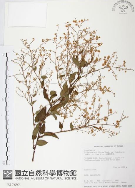 臺灣何首烏藏品圖，第1張