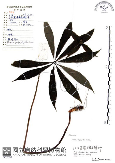七葉一枝花藏品圖，第1張