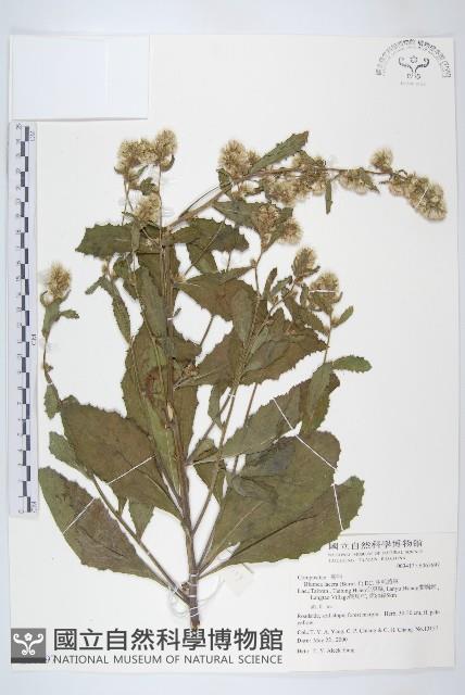 生毛將軍藏品圖，第1張