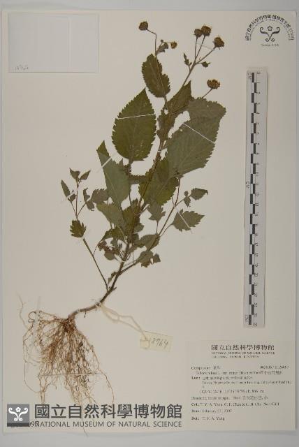 小白花鬼針藏品圖，第1張