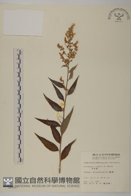 珍珠蒿、奇蒿藏品圖，第1張