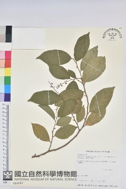 密花五月茶藏品圖，第1張