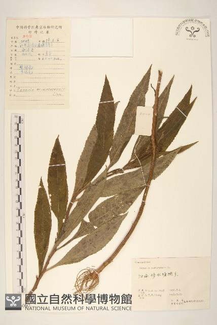 黃菀藏品圖，第1張