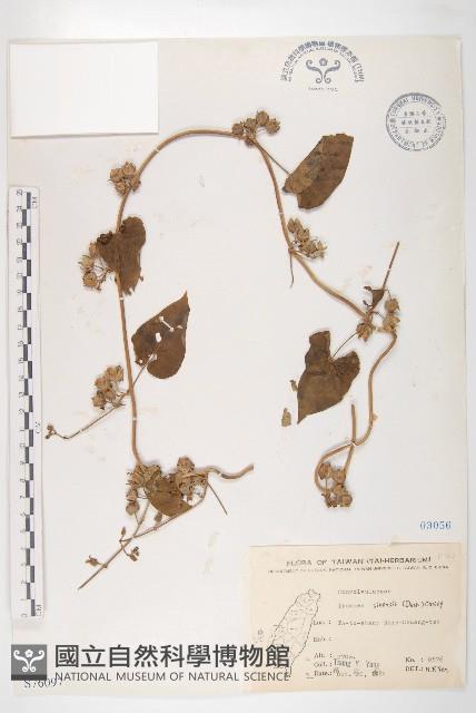 白花牽牛藏品圖，第1張