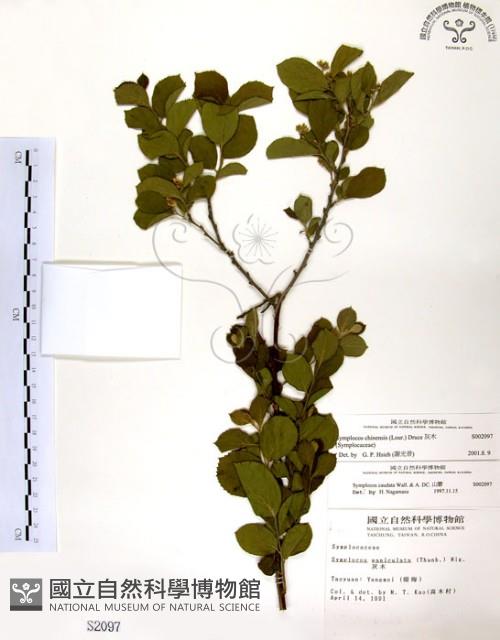 灰木藏品圖，第1張