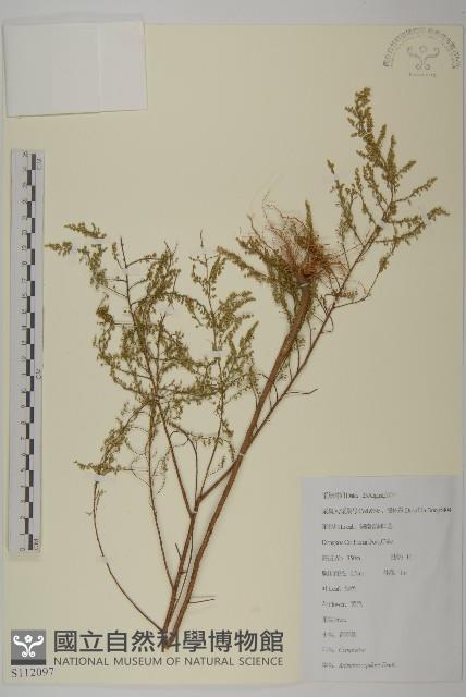 茵蔯蒿藏品圖，第1張