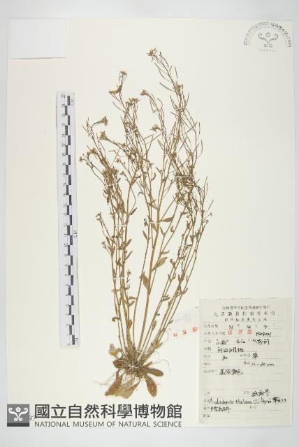 鼠耳芥藏品圖，第1張