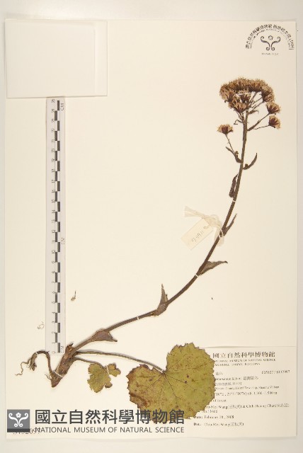 臺灣款冬藏品圖，第1張