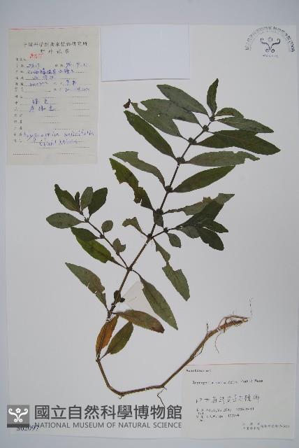 柳葉水蓑衣藏品圖，第1張