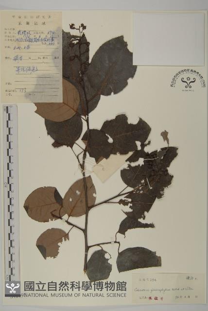 灰葉南蛇藤藏品圖，第1張