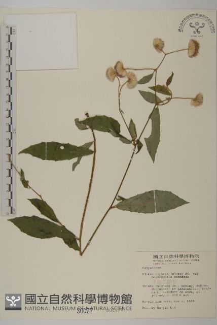 大頭艾納香藏品圖，第1張