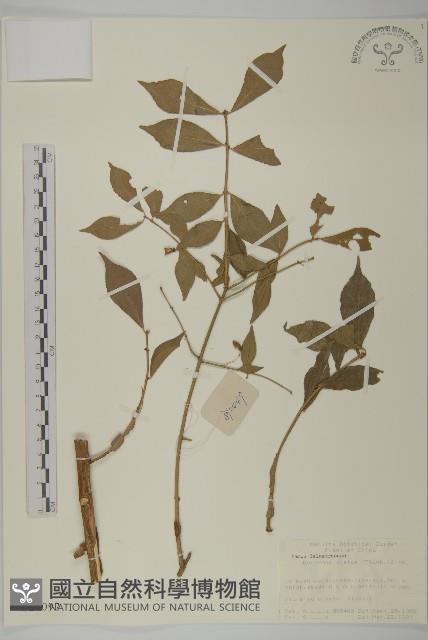 衛矛藏品圖，第1張