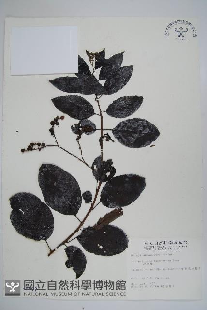 冷飯藤藏品圖，第1張