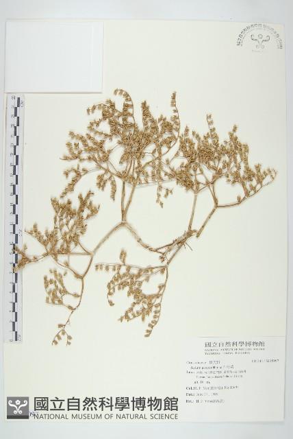 石板菜藏品圖，第1張