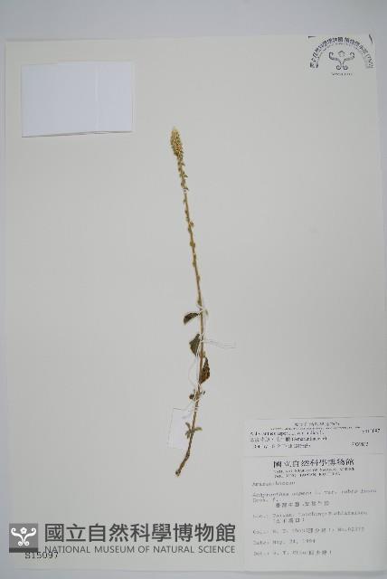 印度牛膝、土牛藤藏品圖，第1張