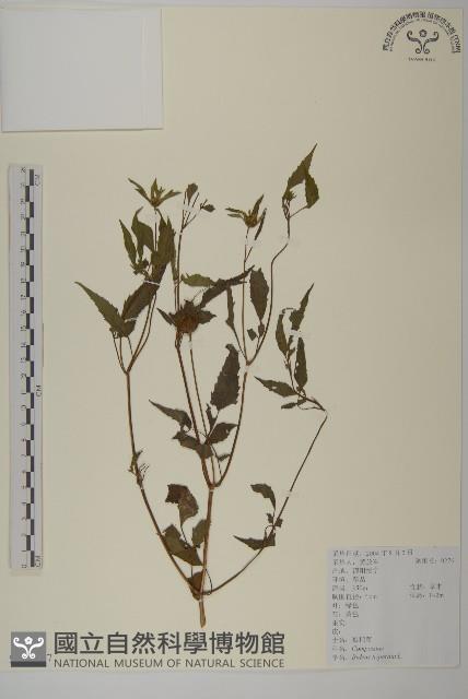 狼把草藏品圖，第1張