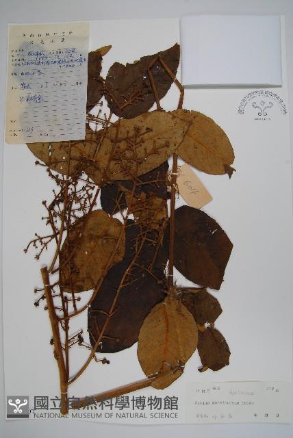 鵲不踏藏品圖，第1張