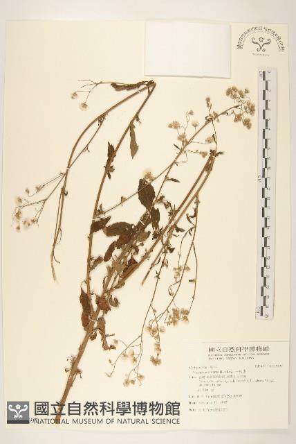 一枝香藏品圖，第1張