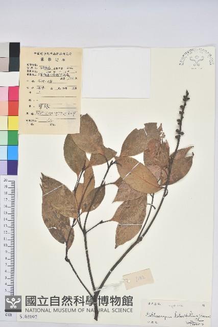 橿葉柯藏品圖，第1張