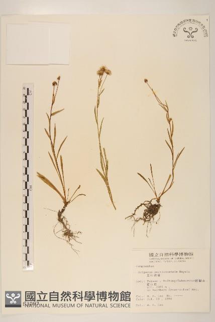 玉山飛蓬藏品圖，第1張