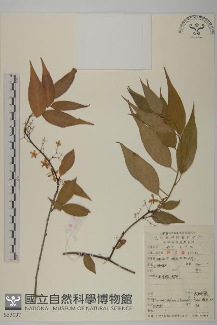 Accession Number:S053097 Collection Image, Figure 1, Total 2 Figures